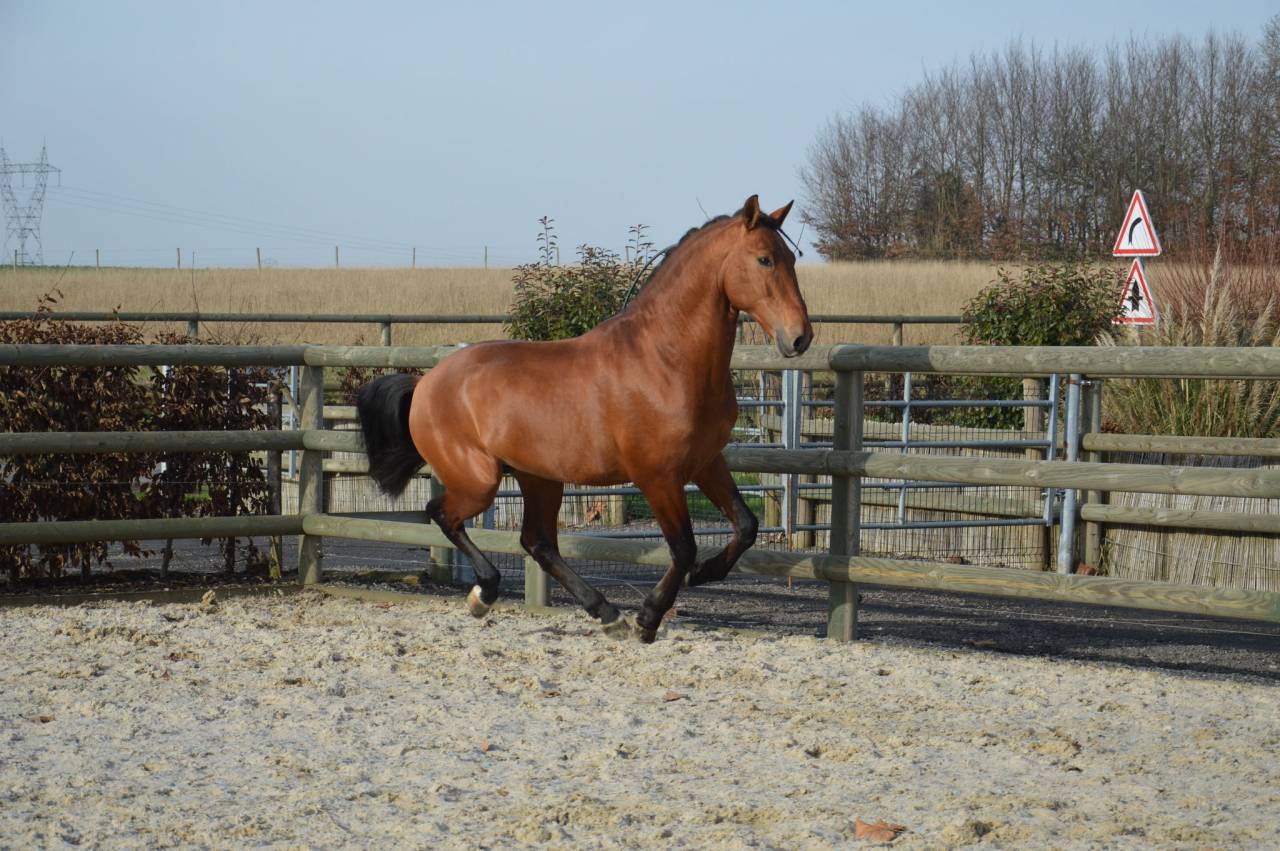 Magnifique Pure Race Espagnole pour le dressage classiq