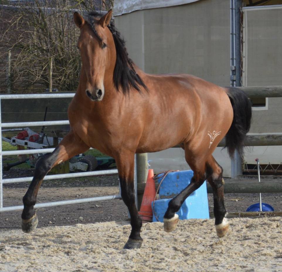 Magnifique Pure Race Espagnole pour le dressage classiq