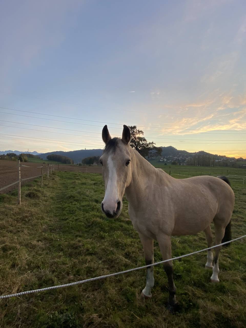 Poney &agrave; vendre 