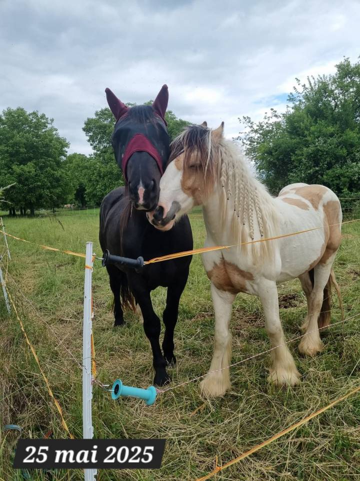 Saillie Irish Cob PP pour 2026 (1m50/1m55)