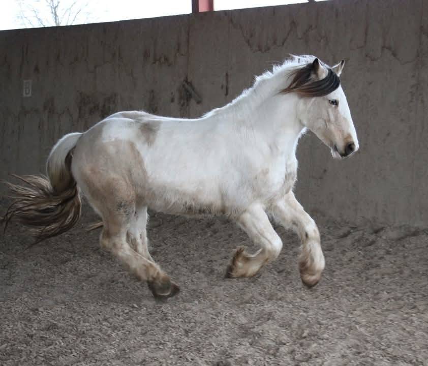 Saillie Irish Cob PP pour 2026 (1m50/1m55)