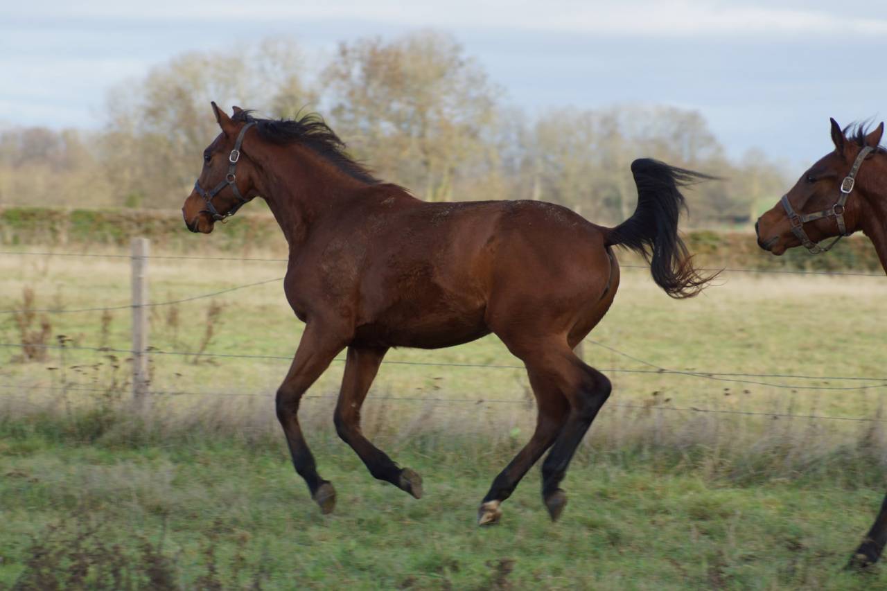 Jument Selle Français par Cooper- Diamant 