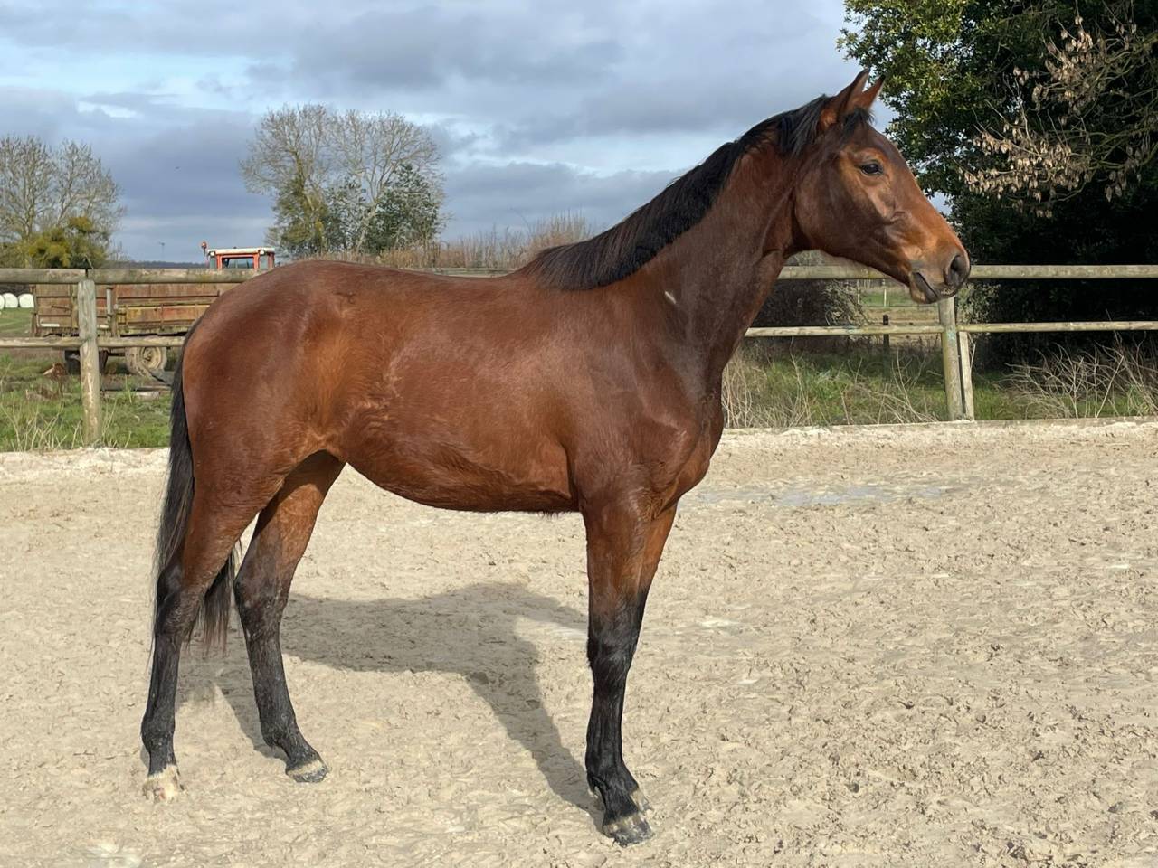 Jument Selle Fran&ccedil;ais par Cooper- Diamant 