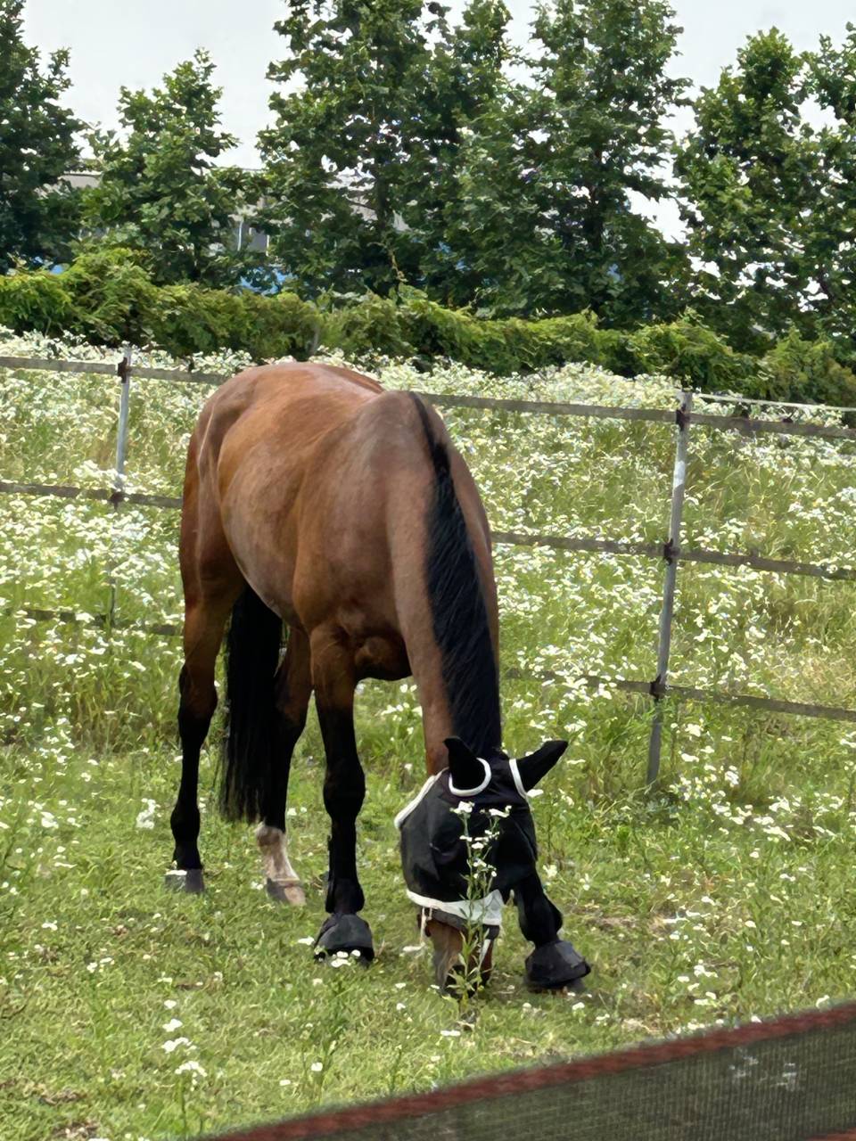 Hongre sBs Cheval de Sport Belge A vendre 2019 Bai par Heraldik Sitte