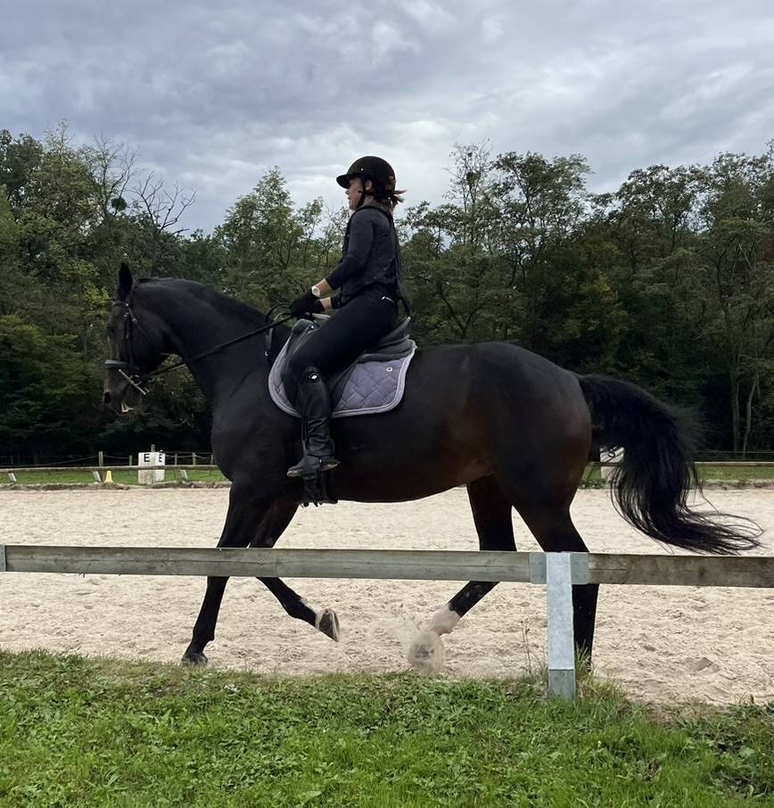 Jument SF 9 bai brun