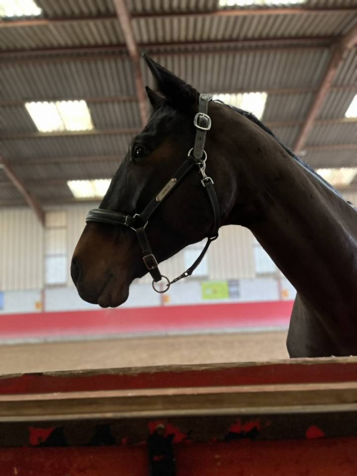 Jument SF 9 bai brun