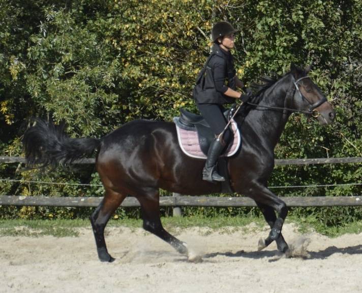 Jument SF 9 bai brun