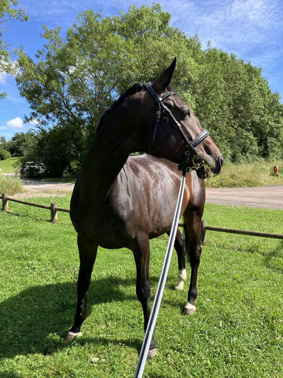 Jument SF 9 bai brun