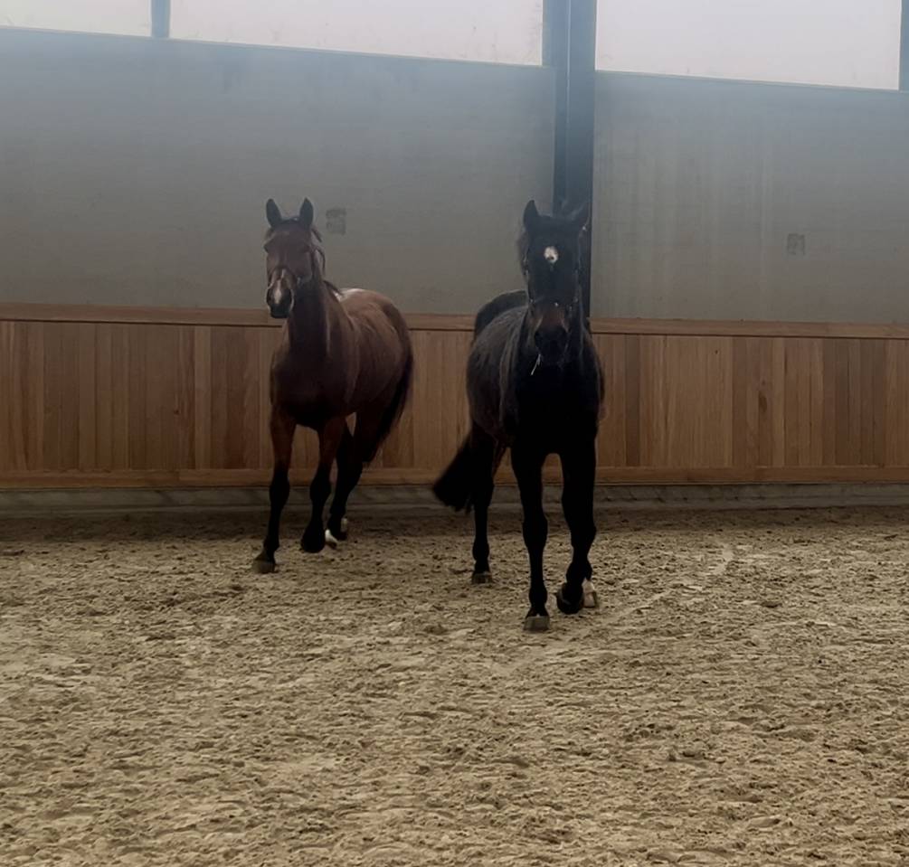 Jument pour sport ou élevage 