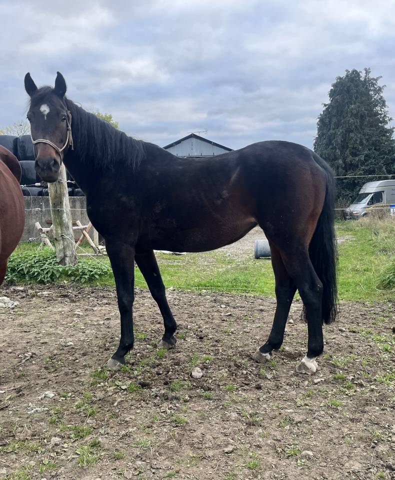 Jument pour sport ou élevage 
