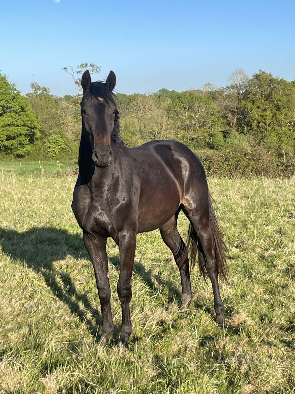 Magnifique jument d’avenir pour le CCE