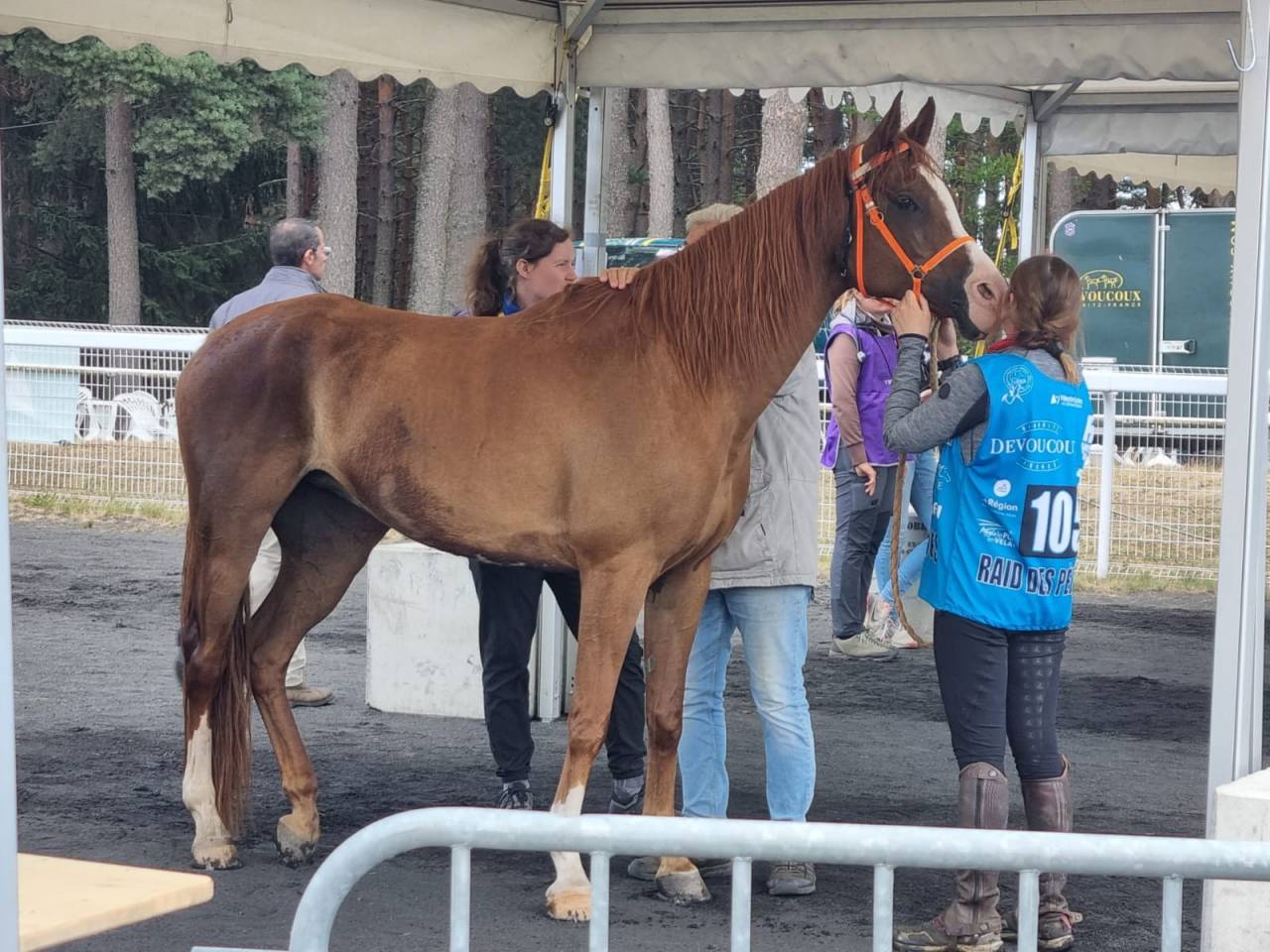 Jument pur sang arabe pour endurance 