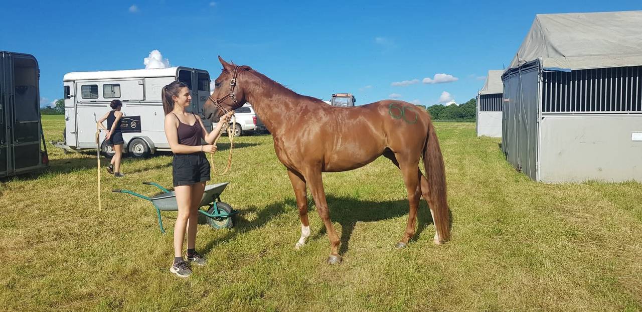 Jument pur sang arabe pour endurance 