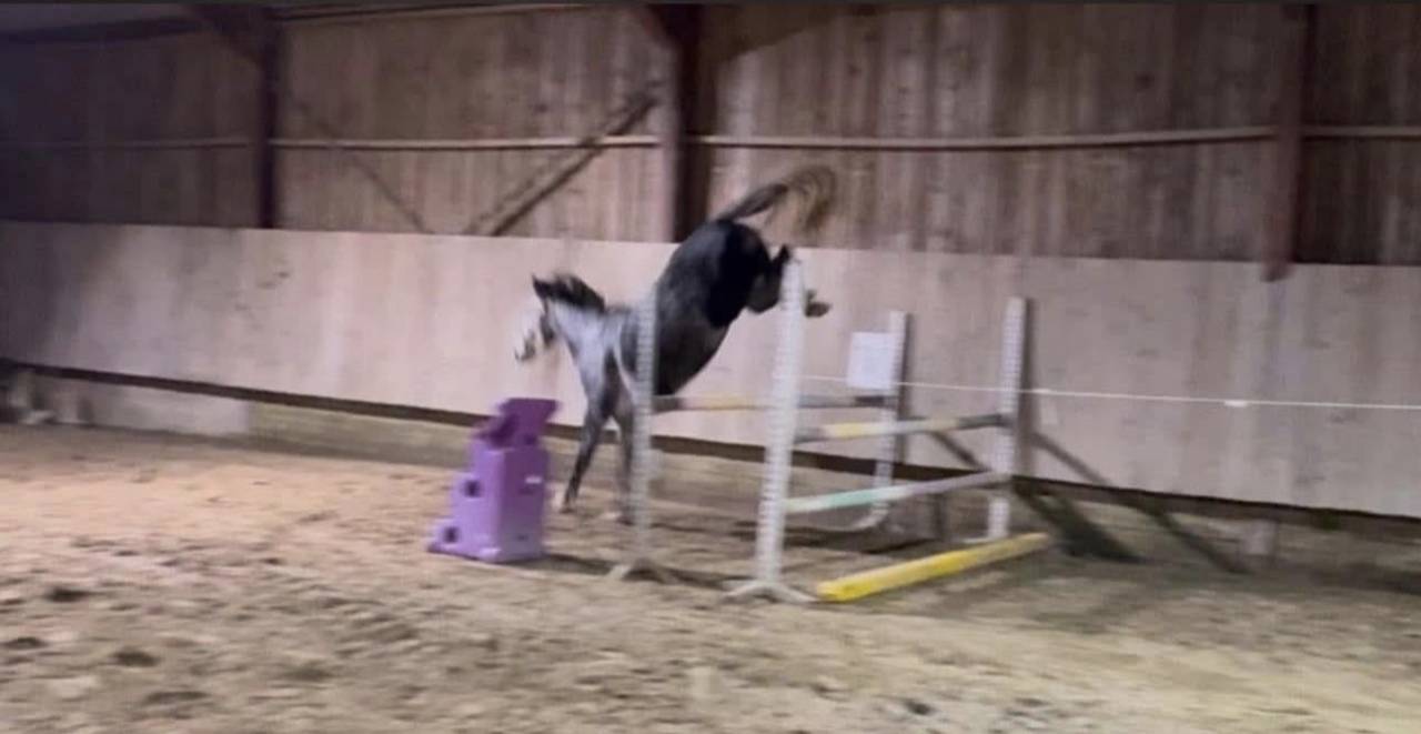 Superbe petite jument grise de 5 ans 