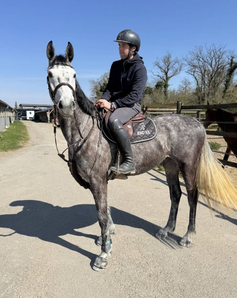 Superbe petite jument grise de 5 ans 