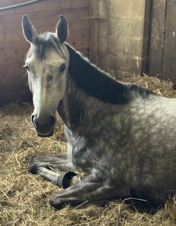 Superbe petite jument grise de 5 ans 