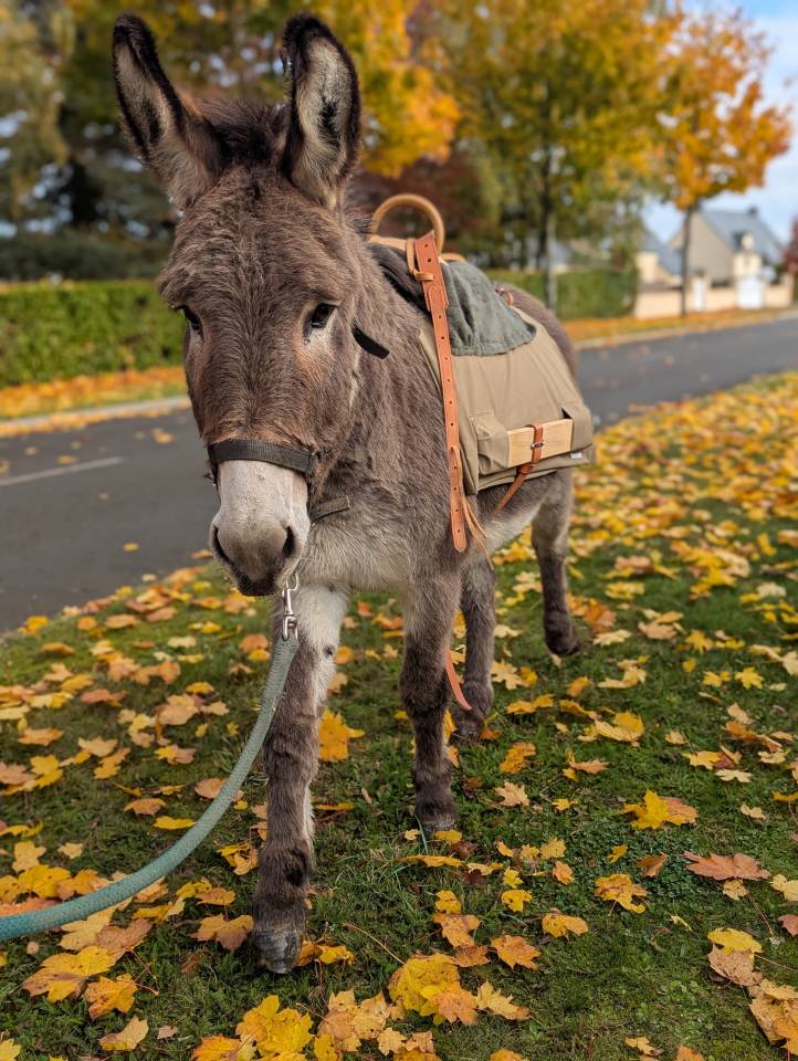 &Acirc;nes &acirc;nesses anons 