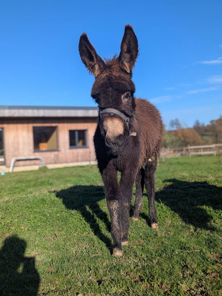 &Acirc;nes &acirc;nesses anons 