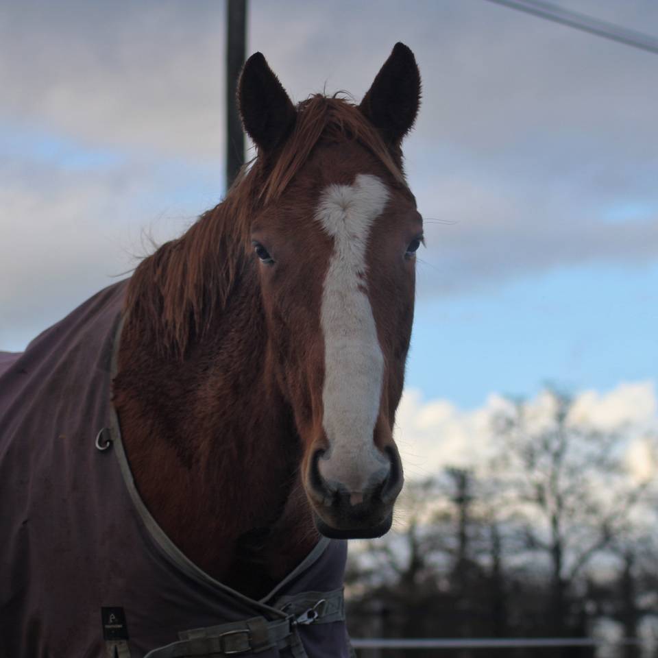 Hongre de 3 ans en 2026