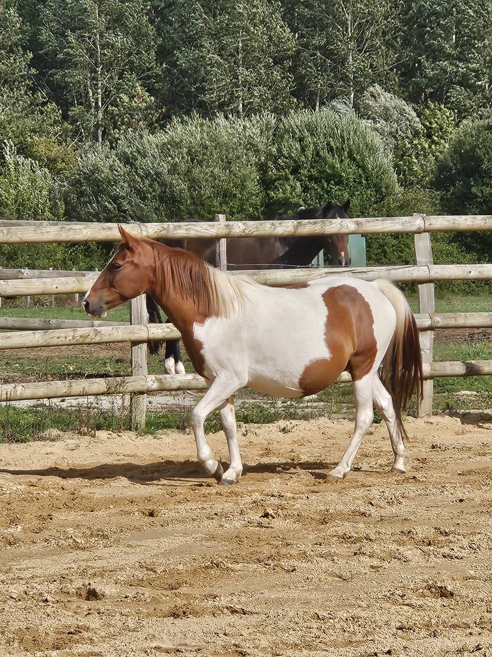 Ponette pie poulinière OC 6 ans 