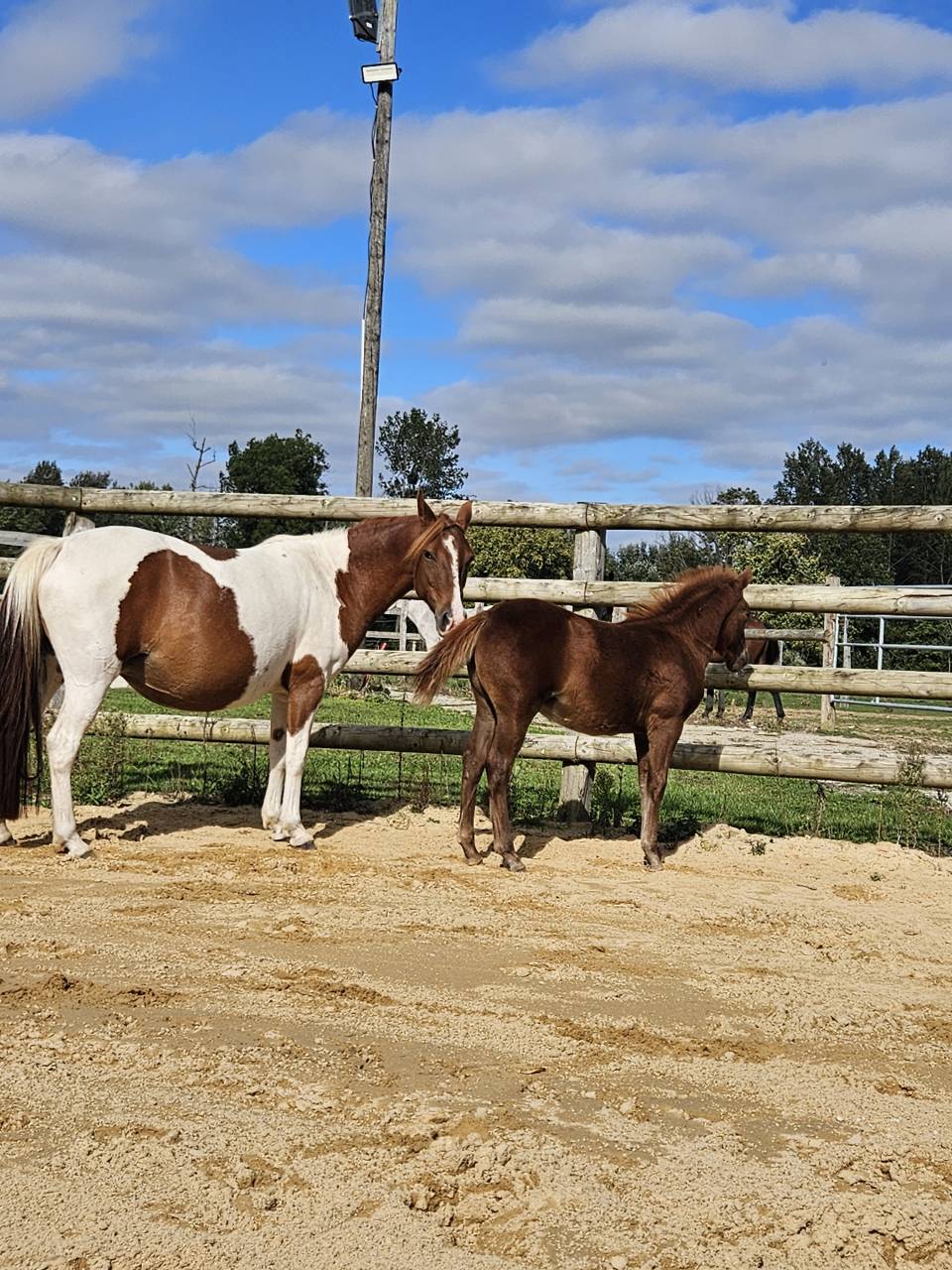 Ponette pie poulinière OC 6 ans 