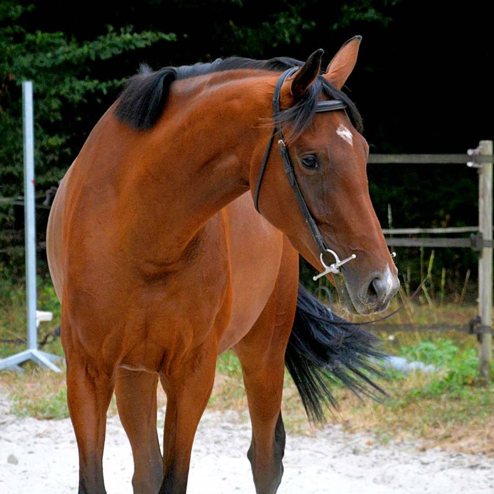 Jolie jument AQPS 6 ans pour CSO/CCE