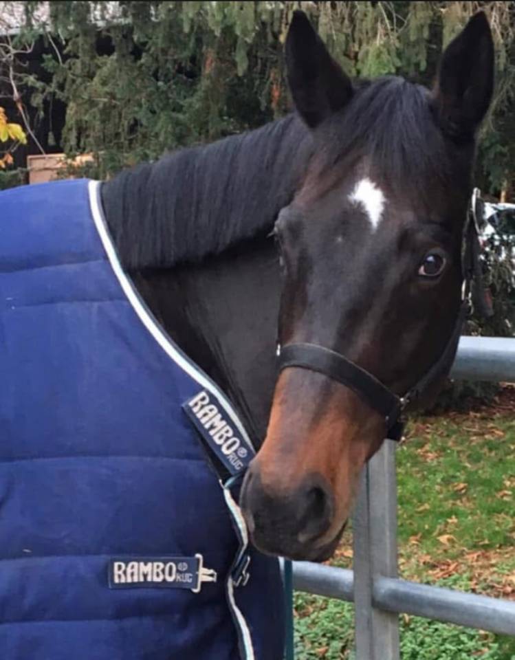 Pyrate - Superbe Hongre bai de 13 ans