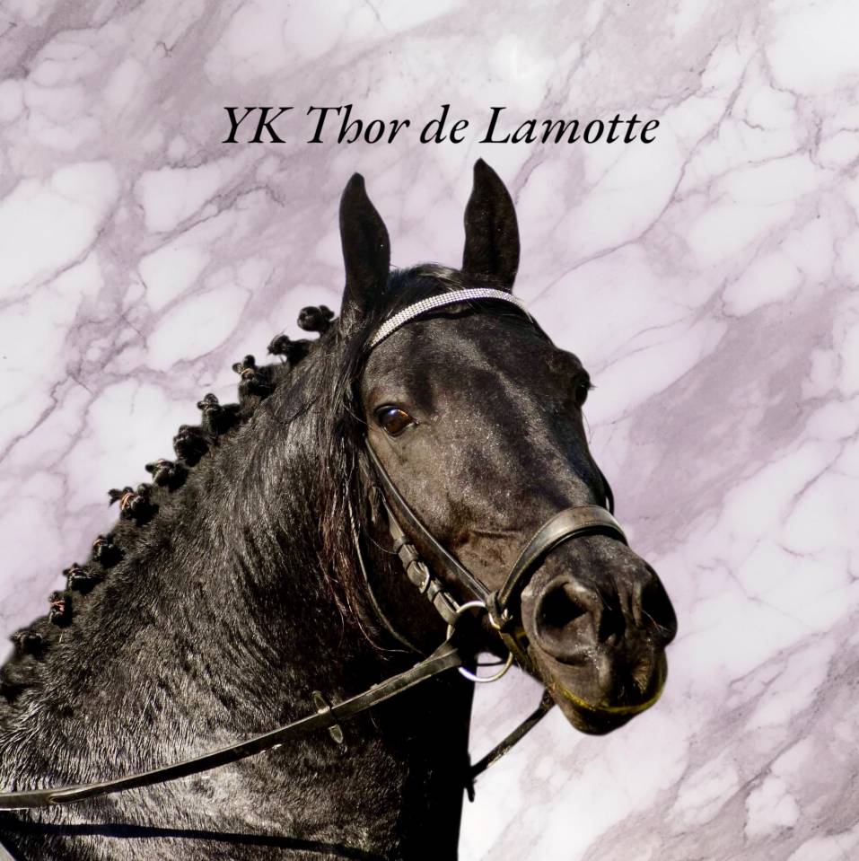 Poulain Arabo frison