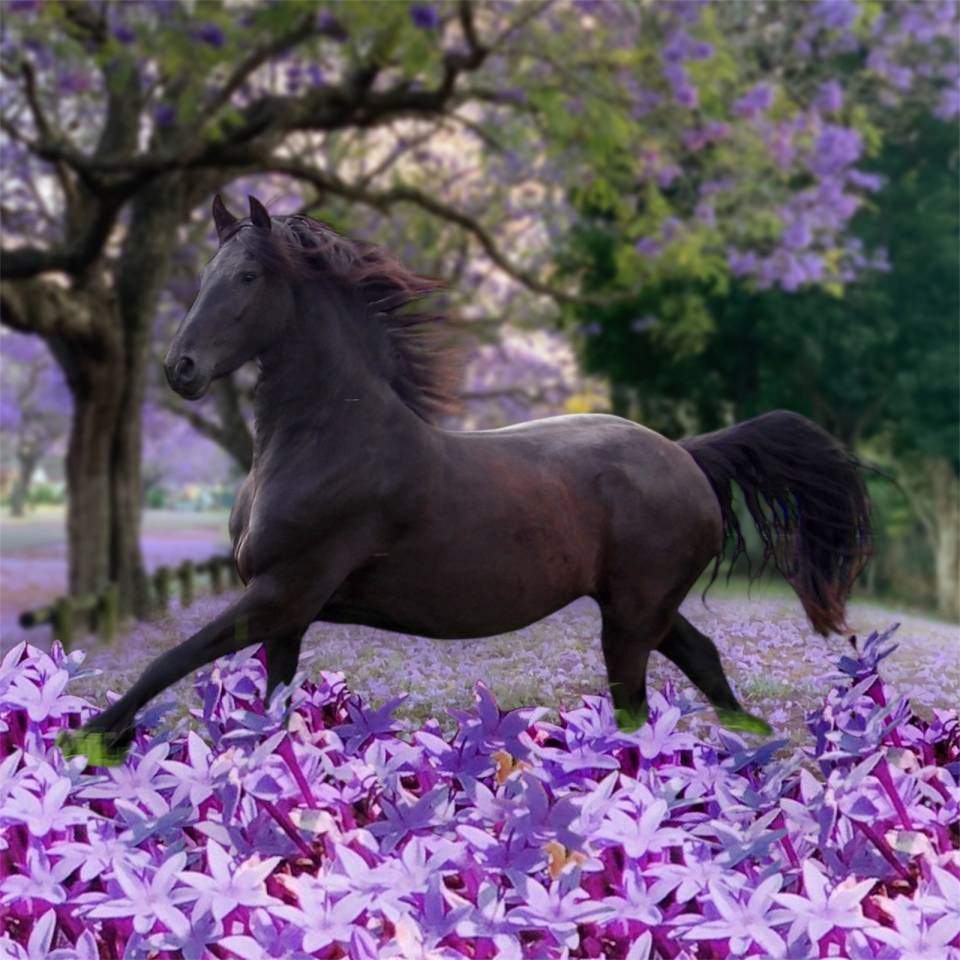 Poulain Arabo frison