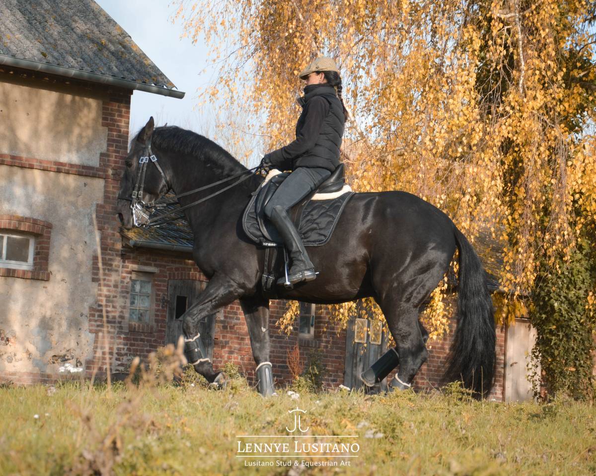 Lusitanien Maître d'École