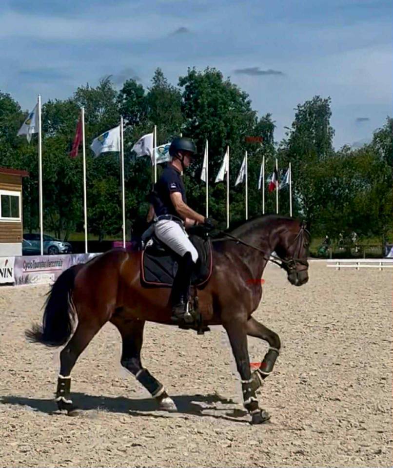 Hongre Westphalien dressage par Apache/Furst Romancier