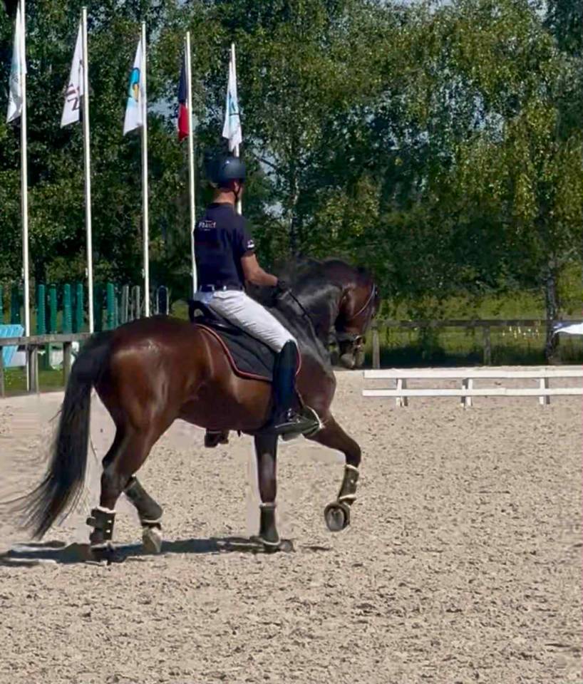 Hongre Westphalien dressage par Apache/Furst Romancier