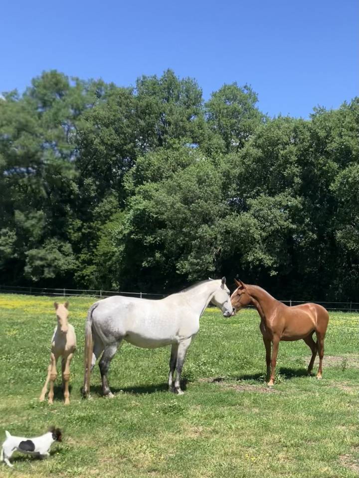 JUMENT POULINIERE PSL 