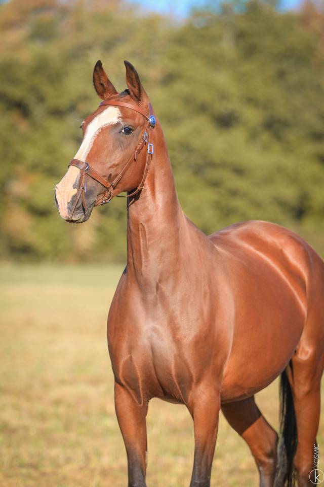 JUMENT POULINIERE PSL 