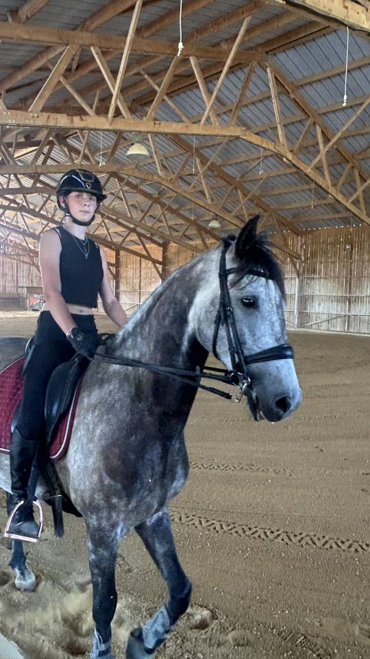 Hongre PSL 8 ans . Nocivo du Castel 