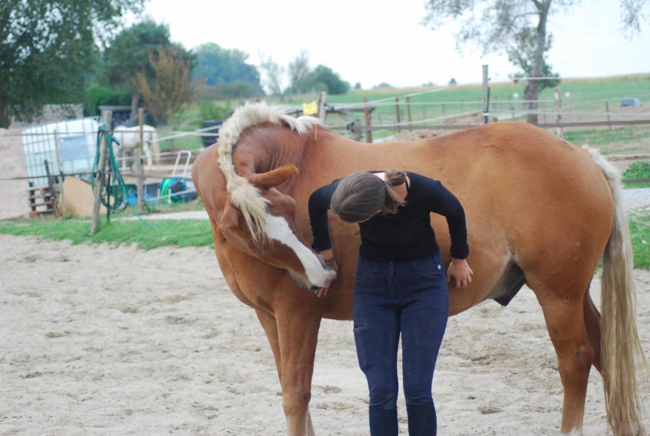 Cours pour enfants dans le respect du cheval ?