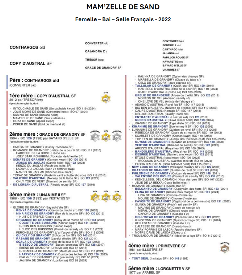 JUMENT DE 3 ANS AVEC DU CHIC ET DU SANG