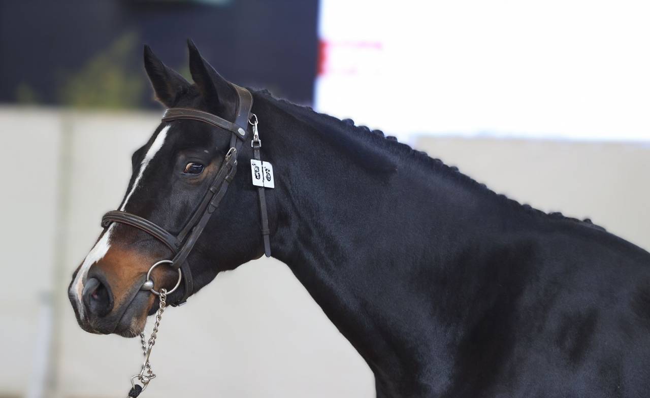 JUMENT DE 3 ANS AVEC DU CHIC ET DU SANG