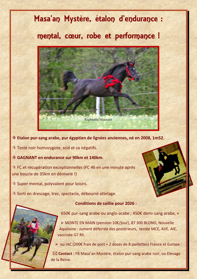 Etalon pur-sang arabe noir homozygote gagnant endurance