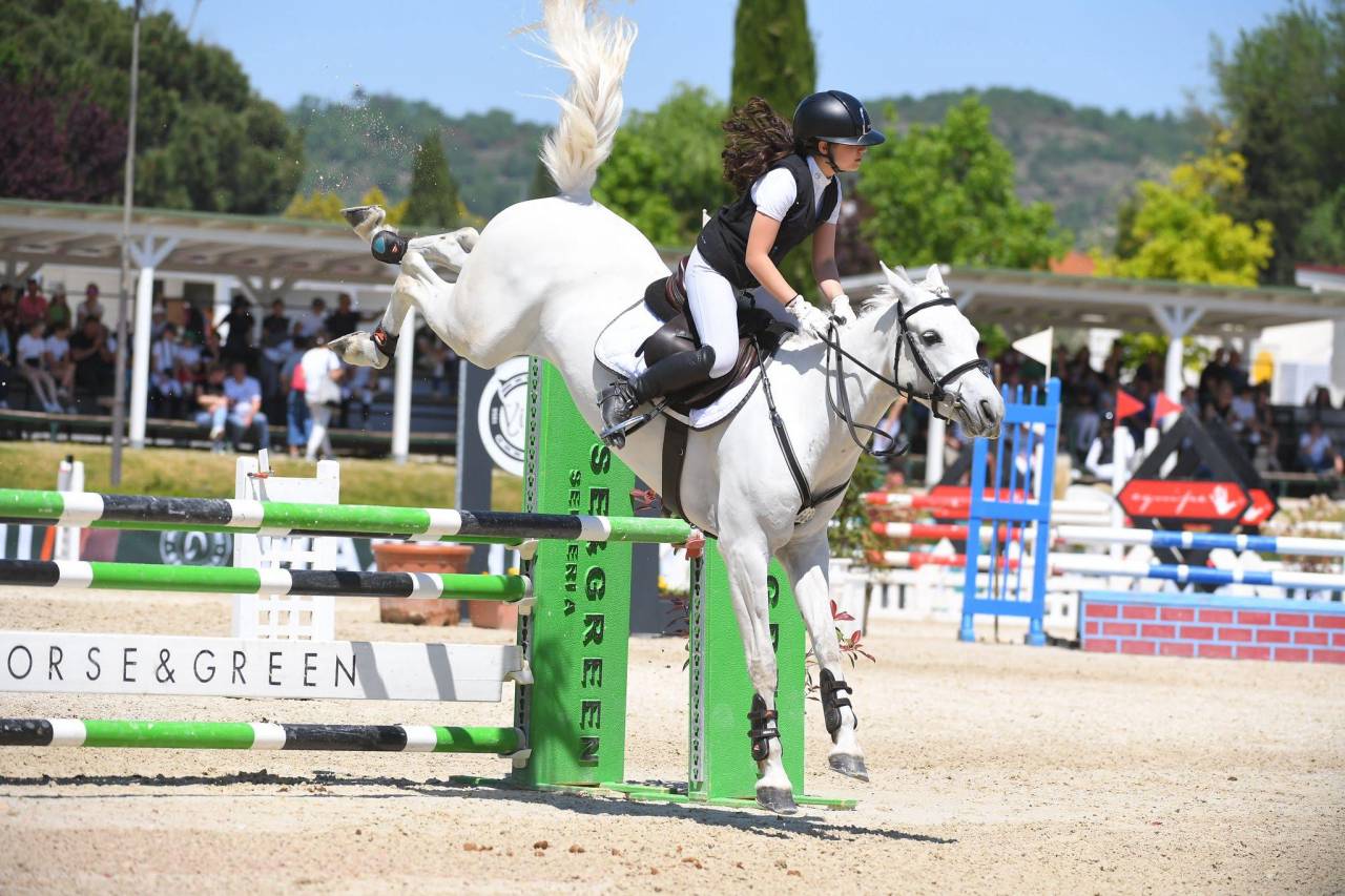 Jument Connemara A vendre 2018 Gris par GENTLE CHARLIE