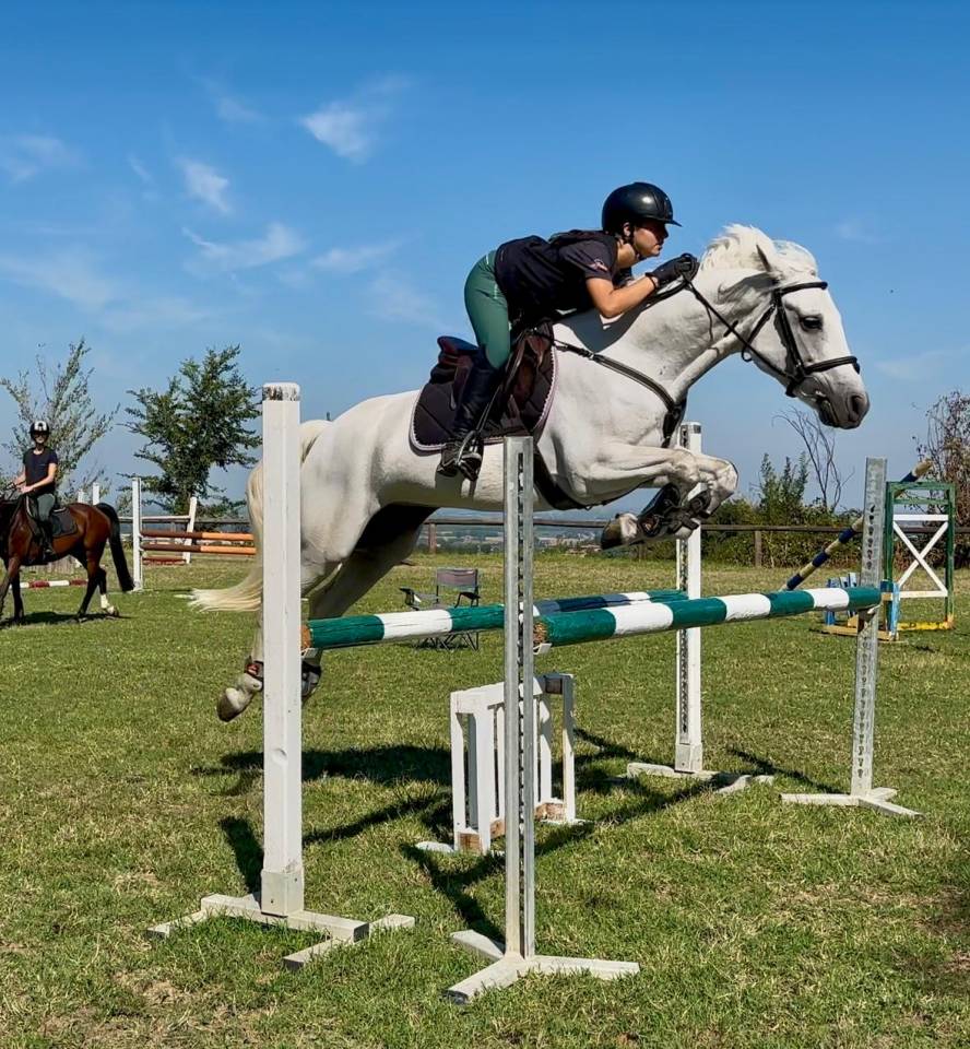 Jument Connemara A vendre 2018 Gris par GENTLE CHARLIE