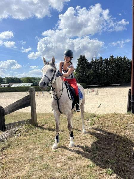 À vendre, superbe poney gris de 5 ans, toisant 146 cm, 