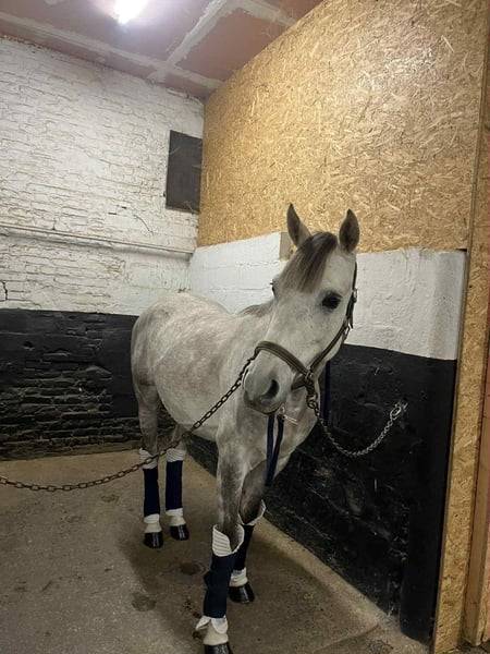 À vendre, superbe poney gris de 5 ans, toisant 146 cm, 