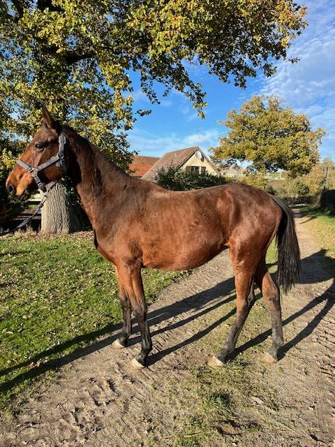 CHEVALL SELLE FRANCAIS HONGRE NE EN 2023