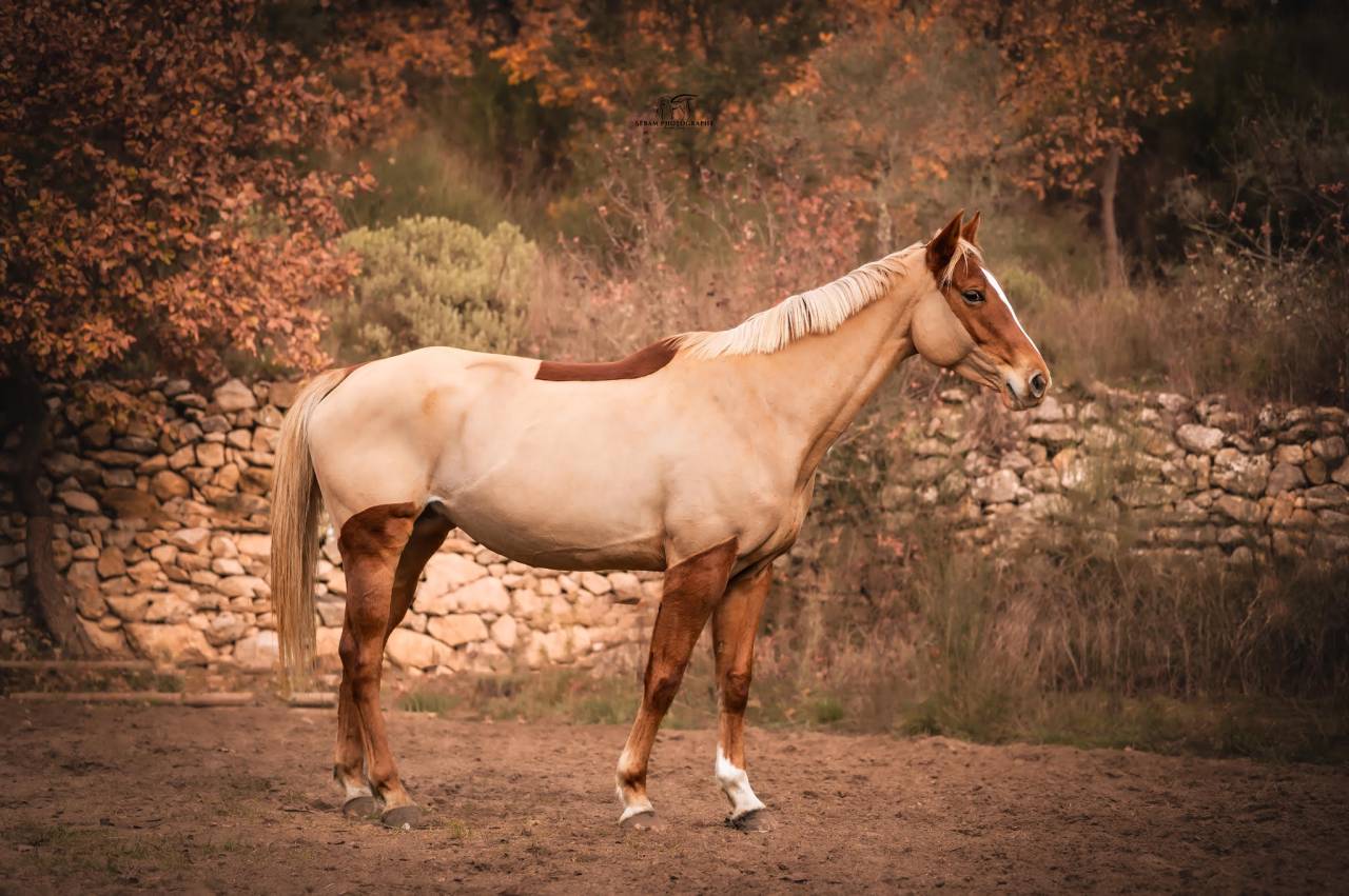 Jument 5 ans SF Kama d’Amaury x Quality Bois Margot