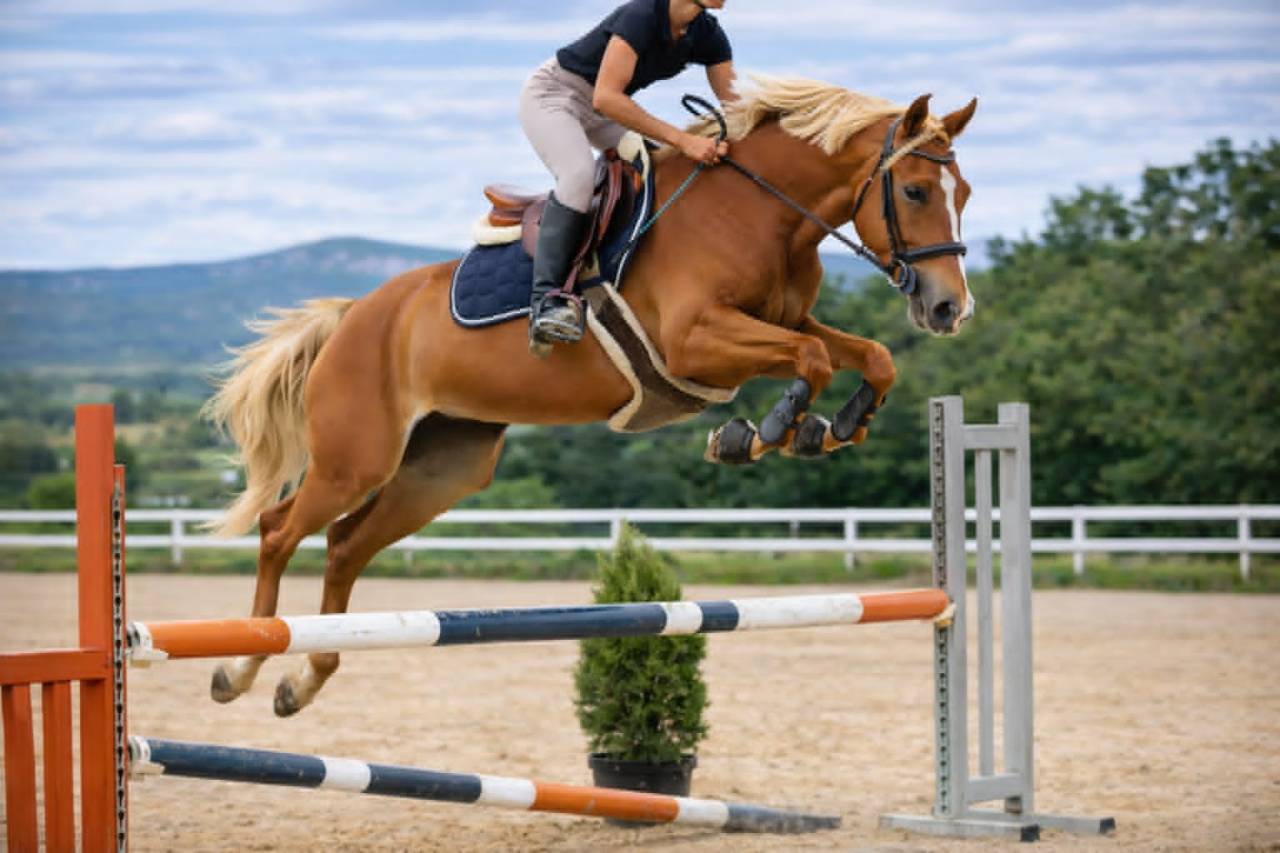 Jument SF - 6 ans - Kama d&rsquo;Amaury x Quality Bois Margot