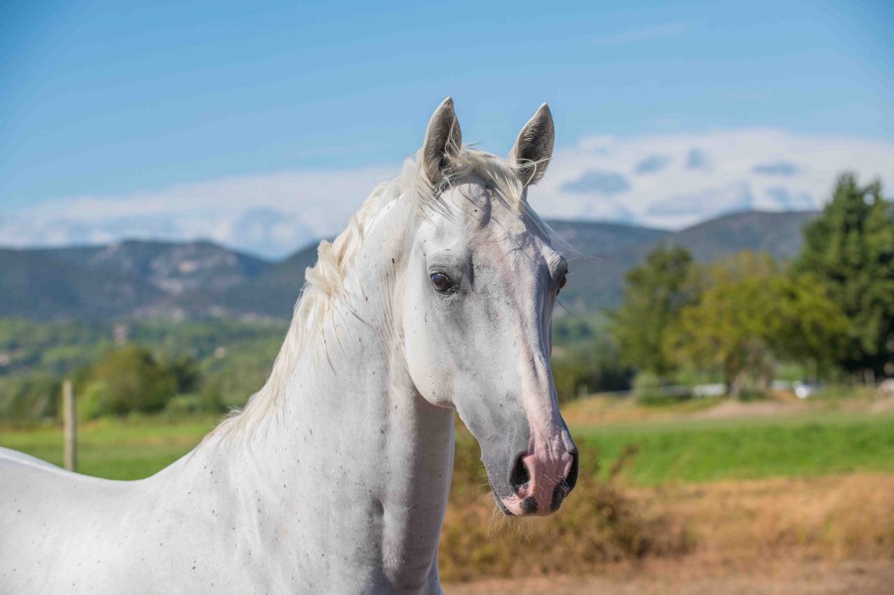 Superbe Hongre Lipizzan 11 ans 160cm