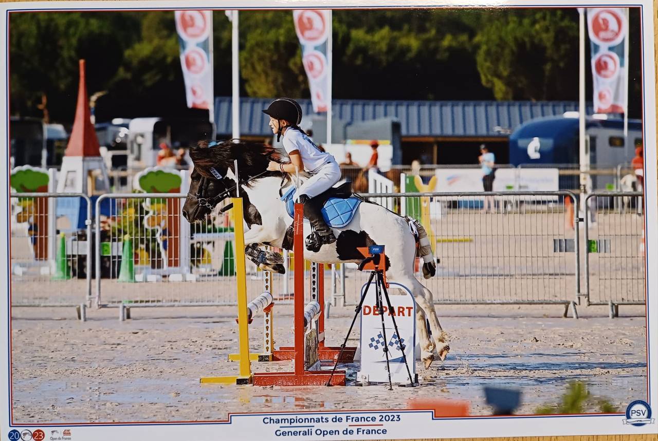 Poulain shetland hongre - plein papier 