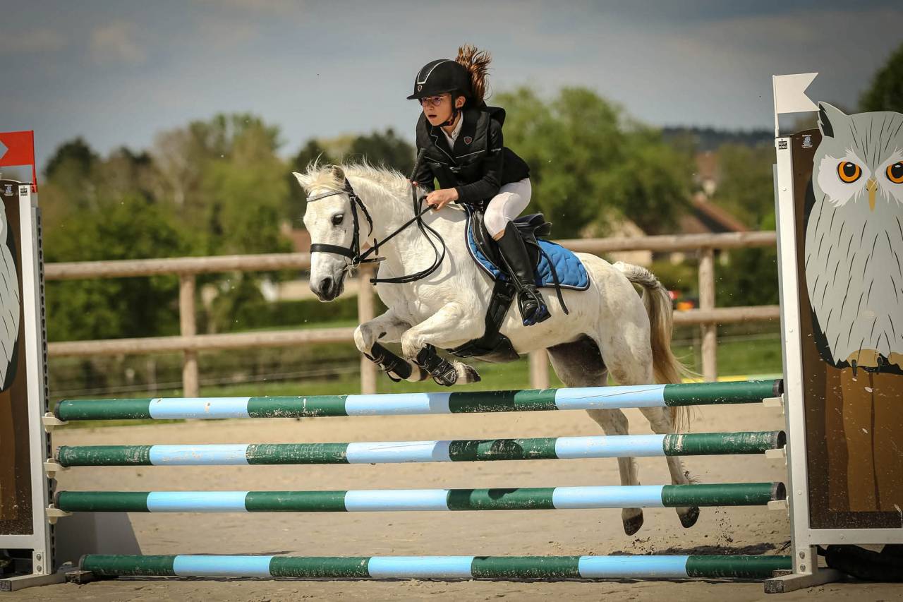 Poulain hongre welsh pony top origines