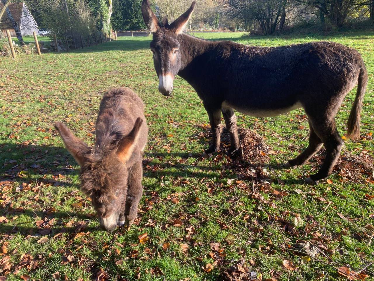 &Acirc;nesse normande 